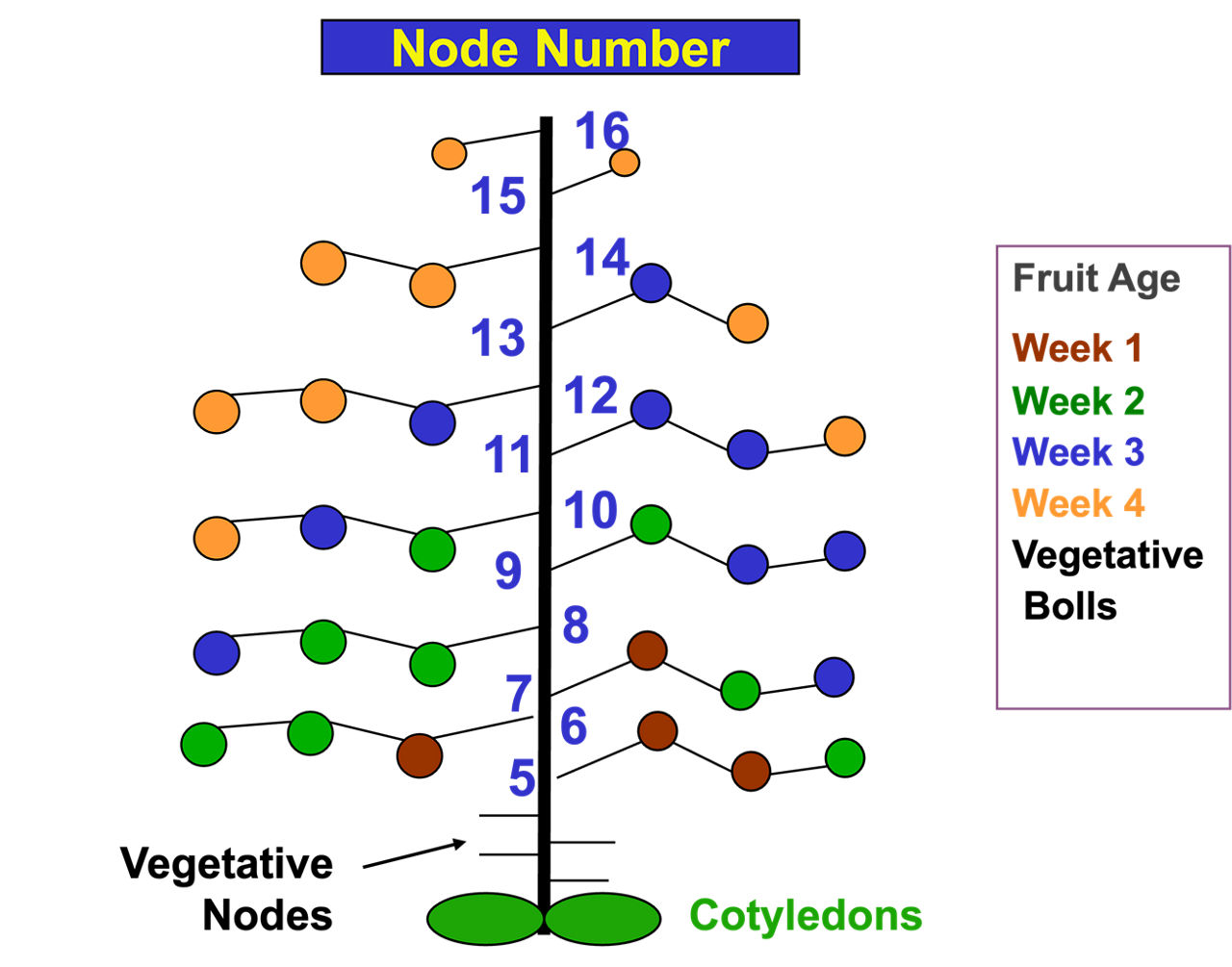 Pictorial showing cotton boll positioning, cotton plant fruit age, and node number.